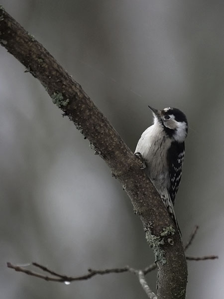 Pikkutikka, Lesser Spotted Woodpecker, Dendrocopos minor