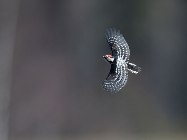 Pikkutikka, Lesser Spotted Woodpecker, Dendrocopos minor