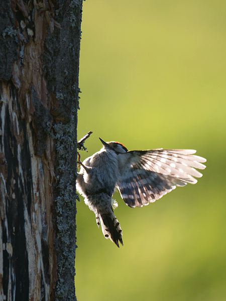 Pikkutikka, Lesser Spotted Woodpecker, Dendrocopos minor