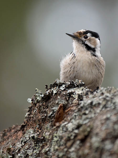 Pikkutikka, Lesser Spotted Woodpecker, Dendrocopos minor