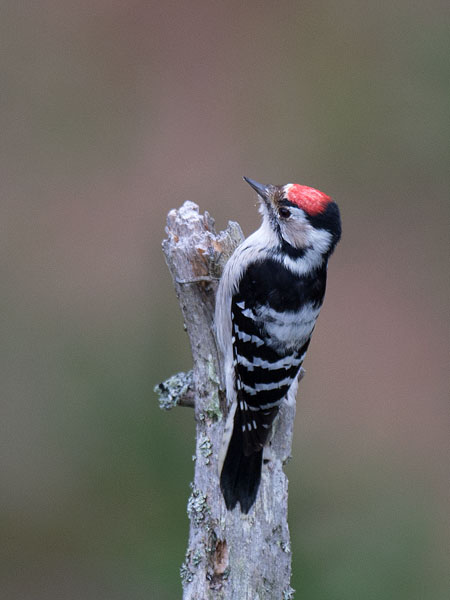 Pikkutikka, Lesser Spotted Woodpecker, Dendrocopos minor