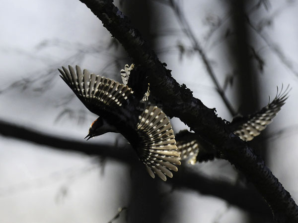 Pikkutikka, Lesser Spotted Woodpecker, Dendrocopos minor
