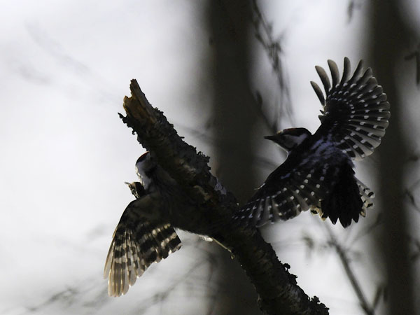 Pikkutikka, Lesser Spotted Woodpecker, Dendrocopos minor