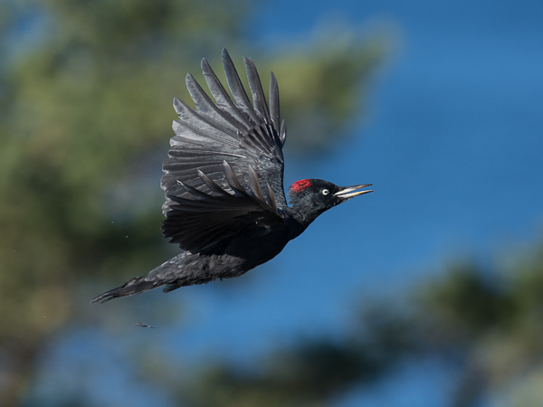 Palokärki, Black Woodpecker, Dryocopus martius