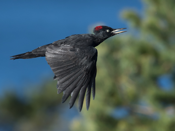 Palokärki, Black Woodpecker, Dryocopus martius