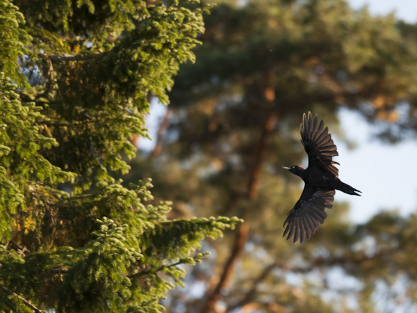 Palokärki, Black Woodpecker, Dryocopus martius