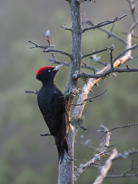 Palokärki, Black Woodpecker, Dryocopus martius