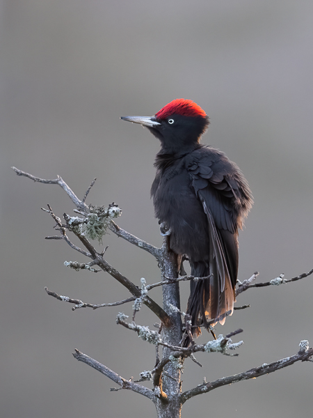 Palokärki, Black Woodpecker, Dryocopus martius