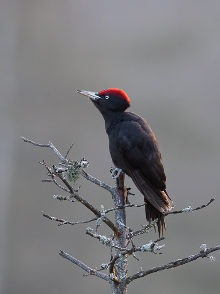Palokärki, Black Woodpecker, Dryocopus martius