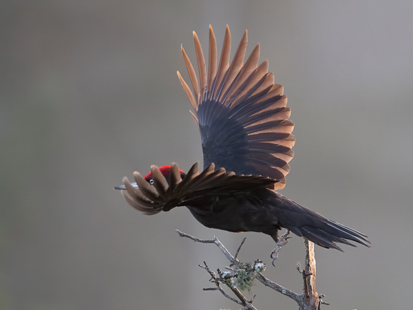 Palokärki, Black Woodpecker, Dryocopus martius