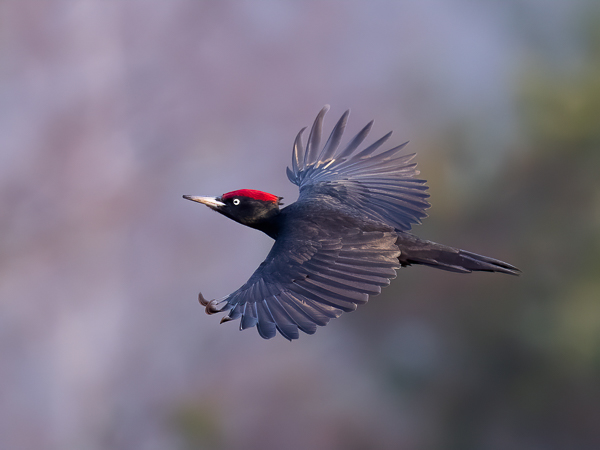 Palokärki, Black Woodpecker, Dryocopus martius