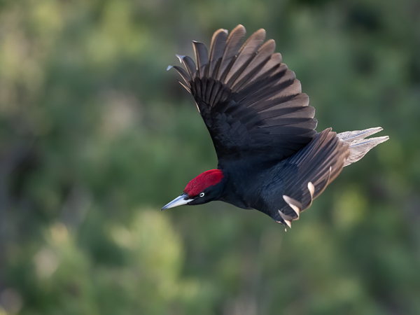 Palokärki, Black Woodpecker, Dryocopus martius