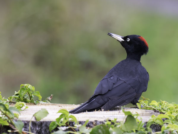Palokärki, Black Woodpecker, Dryocopus martius
