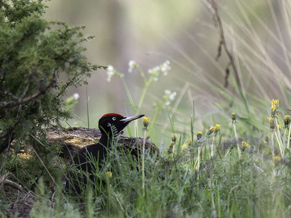 Palokärki, Black Woodpecker, Dryocopus martius