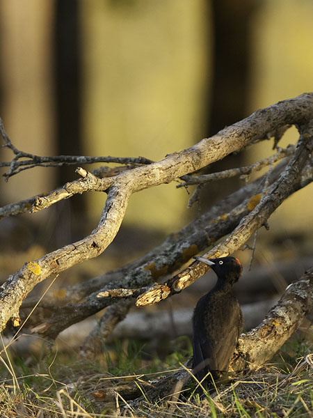 Palokärki, Black Woodpecker, Dryocopus martius