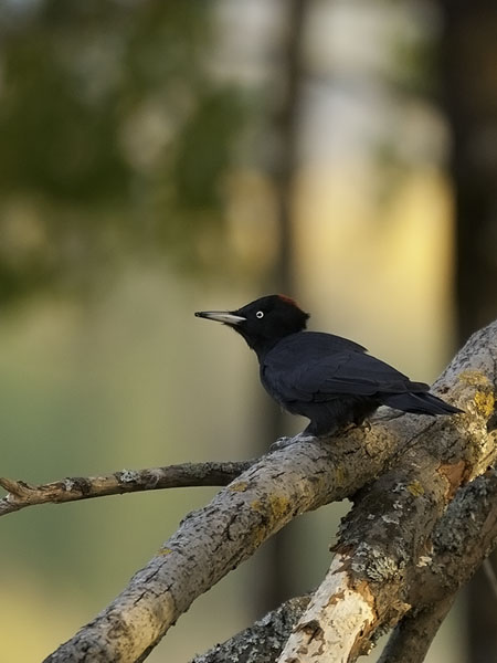 Palokärki, Black Woodpecker, Dryocopus martius