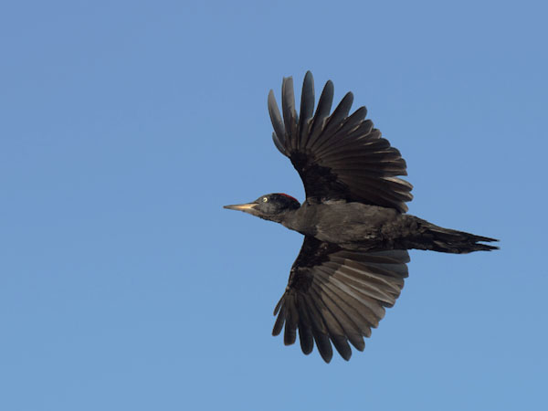 Palokärki, Black Woodpecker, Dryocopus martius