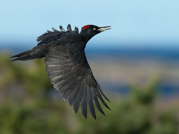 Palokärki, Black Woodpecker, Dryocopus martius