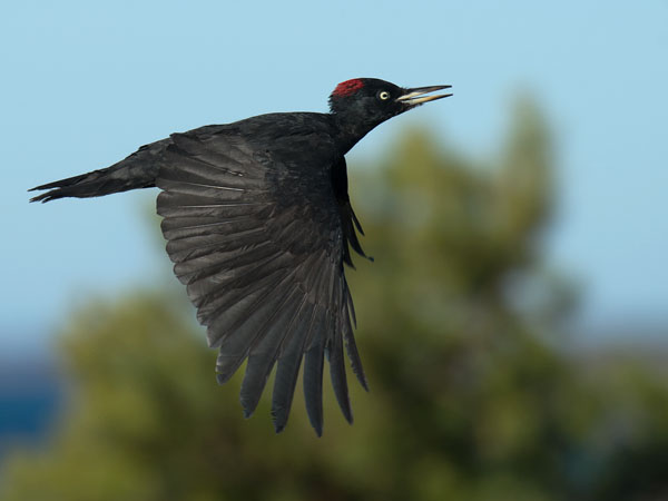 Palokärki, Black Woodpecker, Dryocopus martius