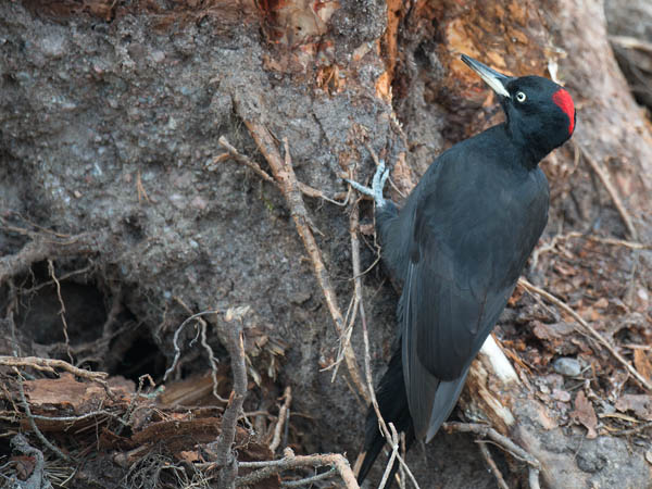 Palokärki, Black Woodpecker, Dryocopus martius