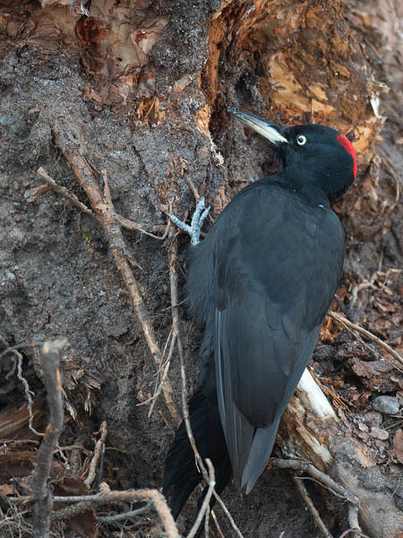 Palokärki, Black Woodpecker, Dryocopus martius