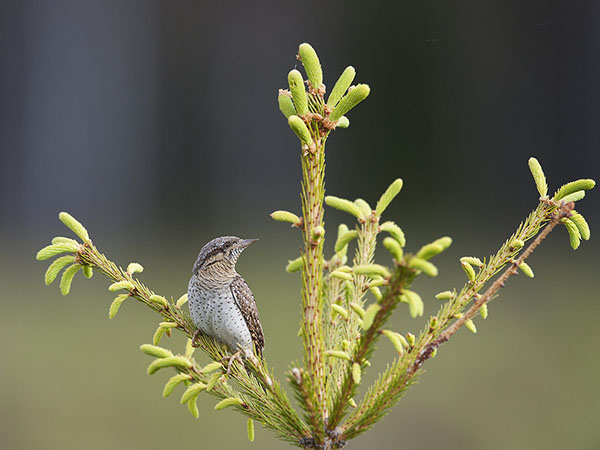 Käenpiika, Eurasian Wryneck, Jynx torquilla