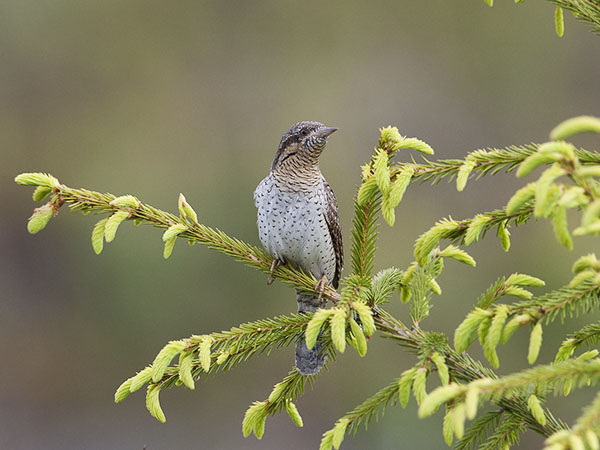Käenpiika, Eurasian Wryneck, Jynx torquilla