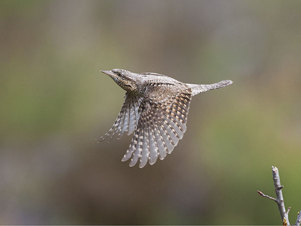 Käenpiika, Eurasian Wryneck, Jynx torquilla