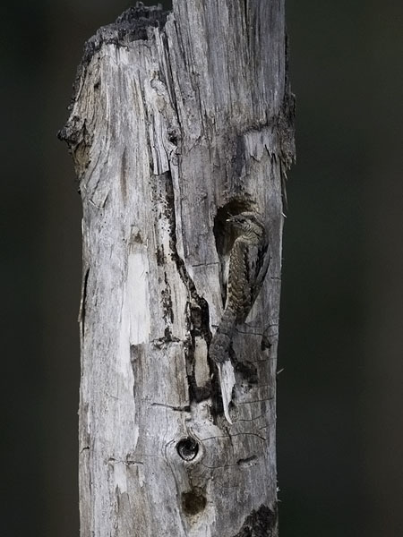 Käenpiika, Eurasian Wryneck, Jynx torquilla