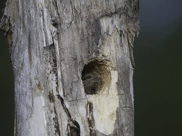 Käenpiika, Eurasian Wryneck, Jynx torquilla