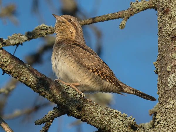 Käenpiika, Eurasian Wryneck, Jynx torquilla