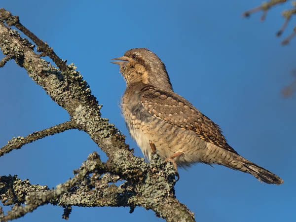 Käenpiika, Eurasian Wryneck, Jynx torquilla