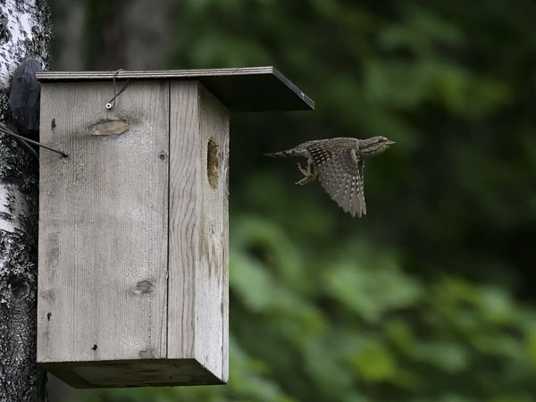 Käenpiika, Eurasian Wryneck, Jynx torquilla