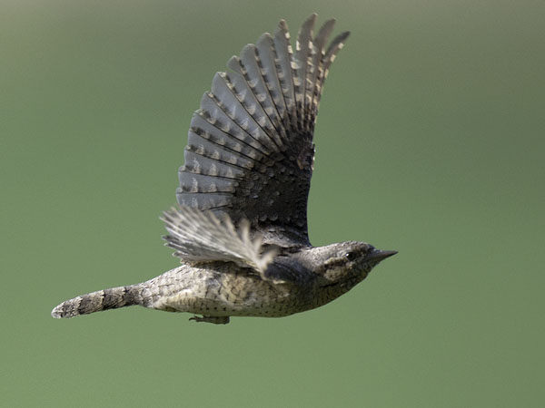Käenpiika, Eurasian Wryneck, Jynx torquilla