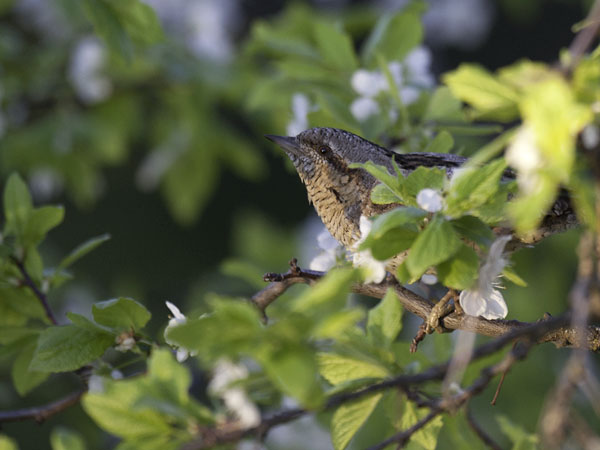 Käenpiika, Eurasian Wryneck, Jynx torquilla