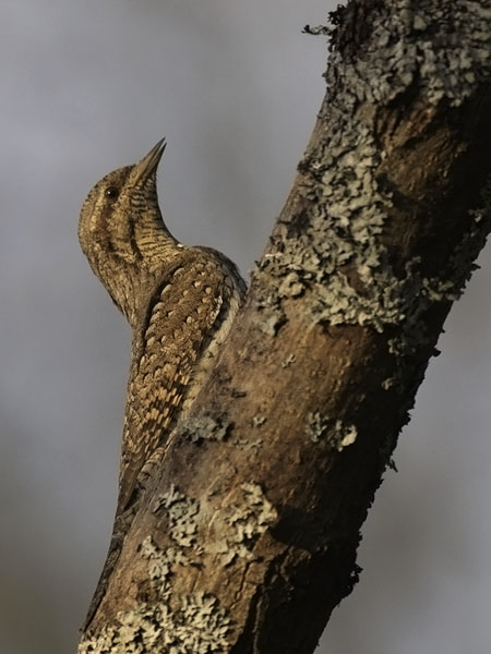 Käenpiika, Eurasian Wryneck, Jynx torquilla