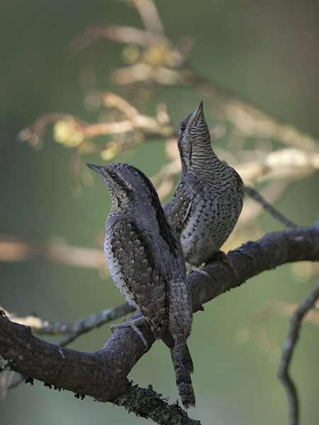 Käenpiika, Eurasian Wryneck, Jynx torquilla