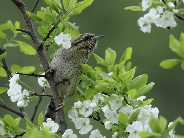 Käenpiika, Eurasian Wryneck, Jynx torquilla