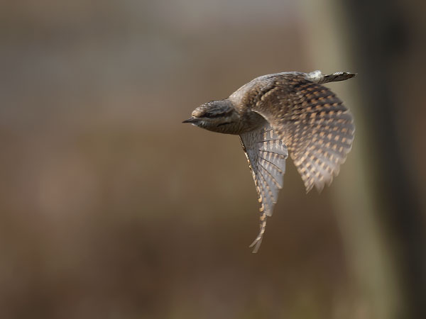 Käenpiika, Eurasian Wryneck, Jynx torquilla