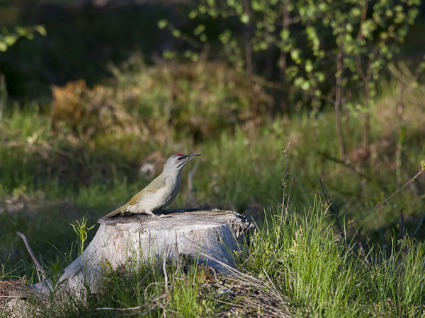 Harmaapäätikka, Grey-headed Woodpecker, Picus canus