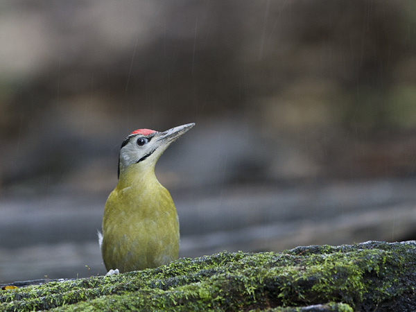 Harmaapäätikka, Grey-headed Woodpecker, Picus canus