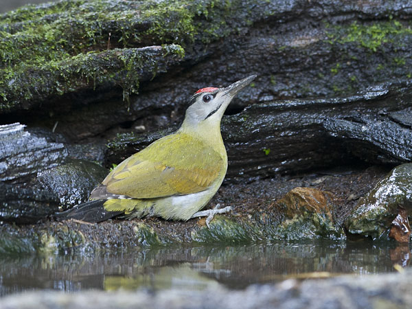Harmaapäätikka, Grey-headed Woodpecker, Picus canus