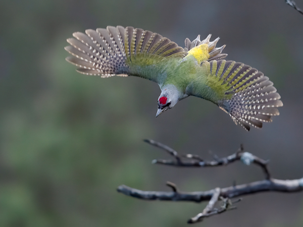 Harmaapäätikka, Grey-headed Woodpecker, Picus canus