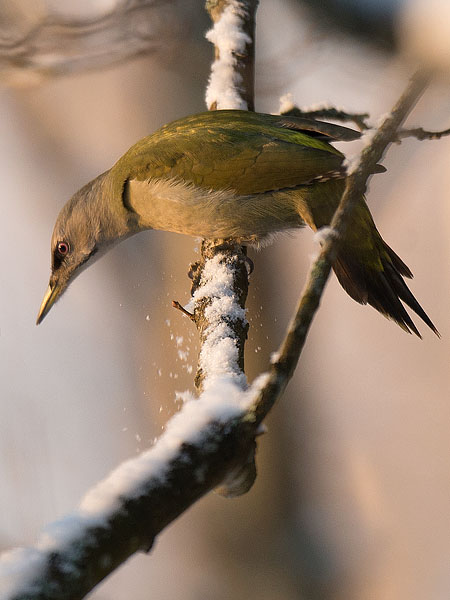 Harmaapäätikka, Grey-headed Woodpecker, Picus canus
