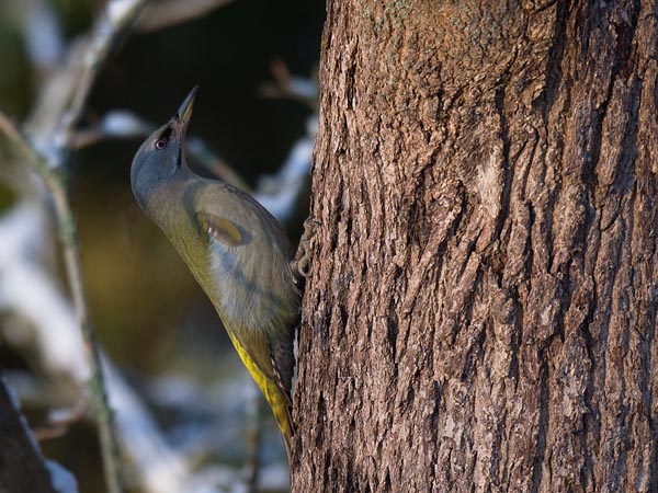 Harmaapäätikka, Grey-headed Woodpecker, Picus canus