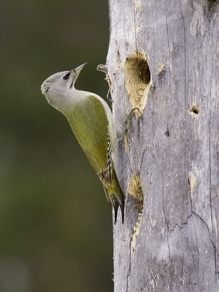 Harmaapäätikka, Grey-headed Woodpecker, Picus canus