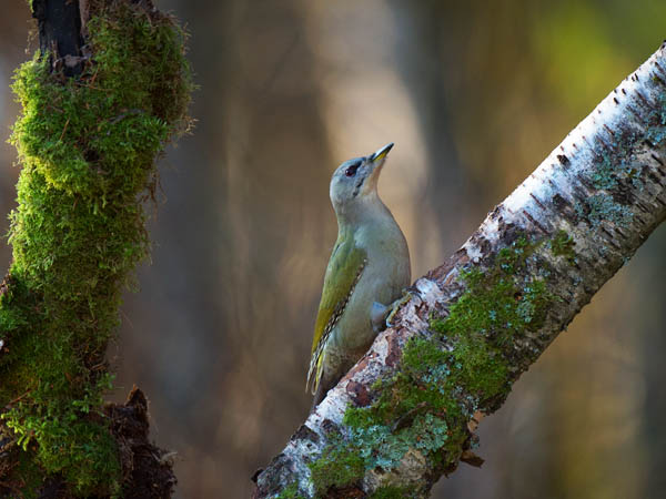 Harmaapäätikka, Grey-headed Woodpecker, Picus canus