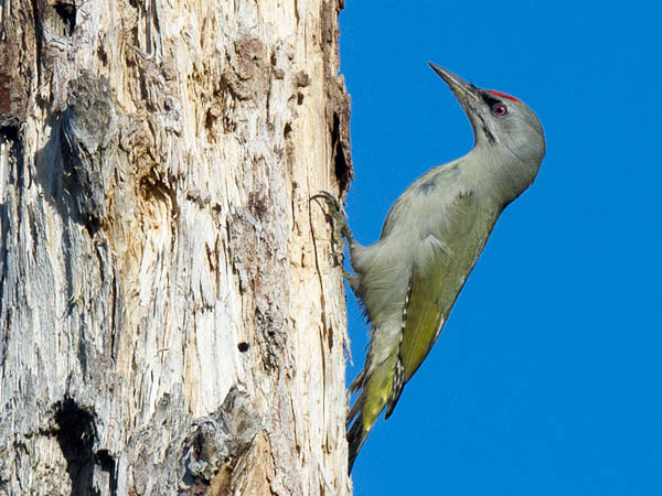 Harmaapäätikka, Grey-headed Woodpecker, Picus canus