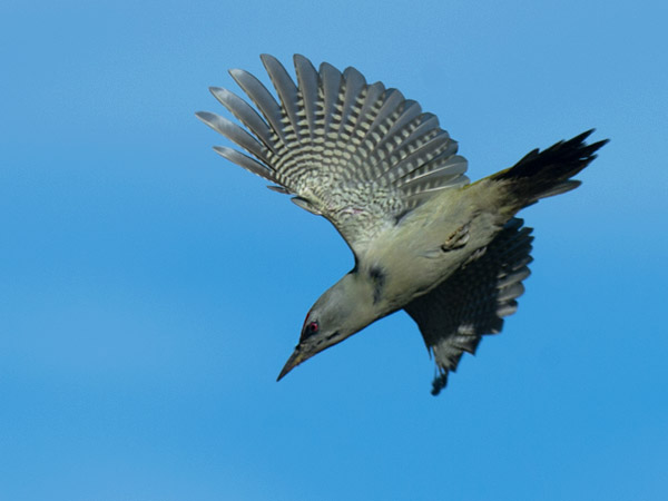 Harmaapäätikka, Grey-headed Woodpecker, Picus canus