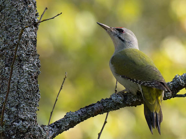 Harmaapäätikka, Grey-headed Woodpecker, Picus canus